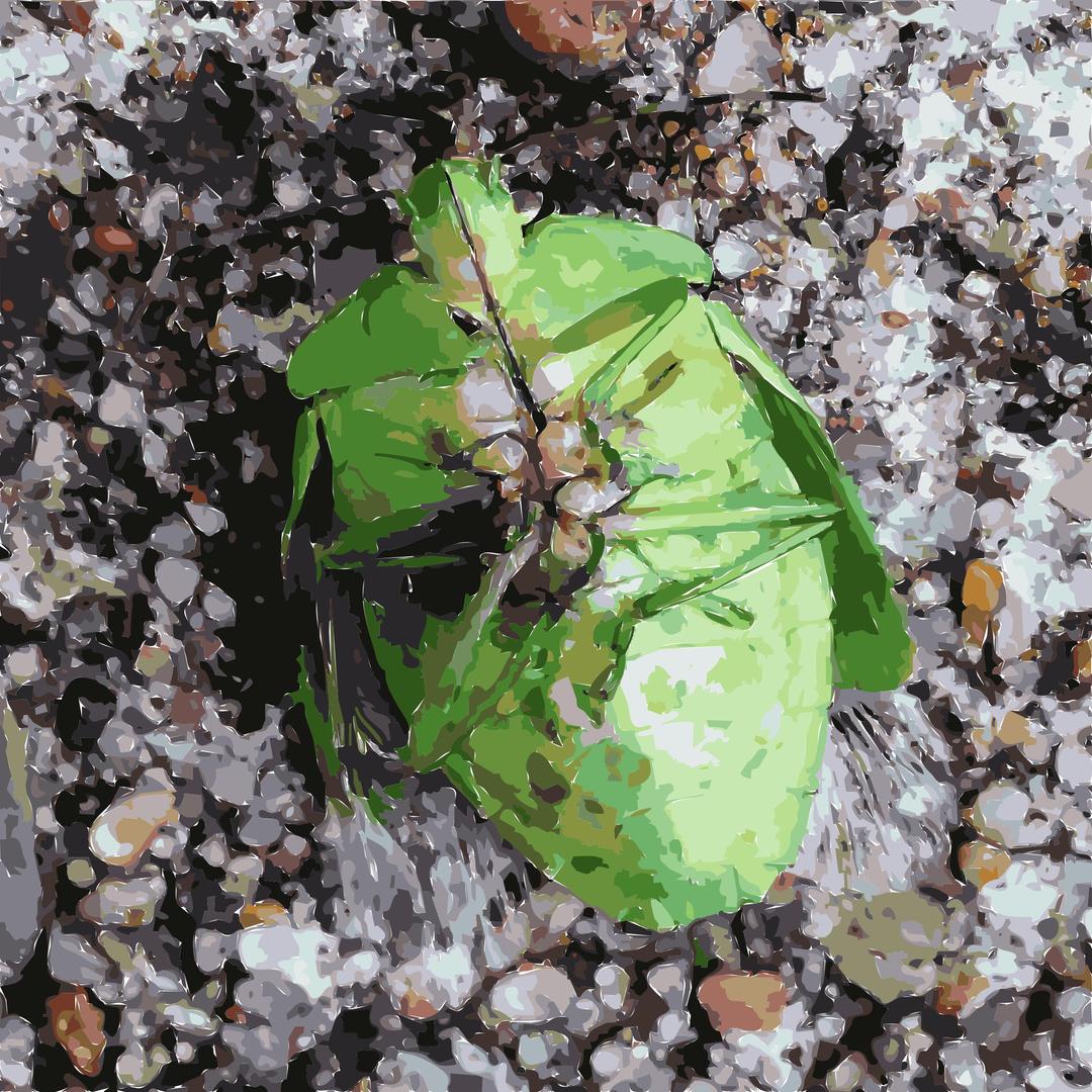 Green Belly Bug png transparent