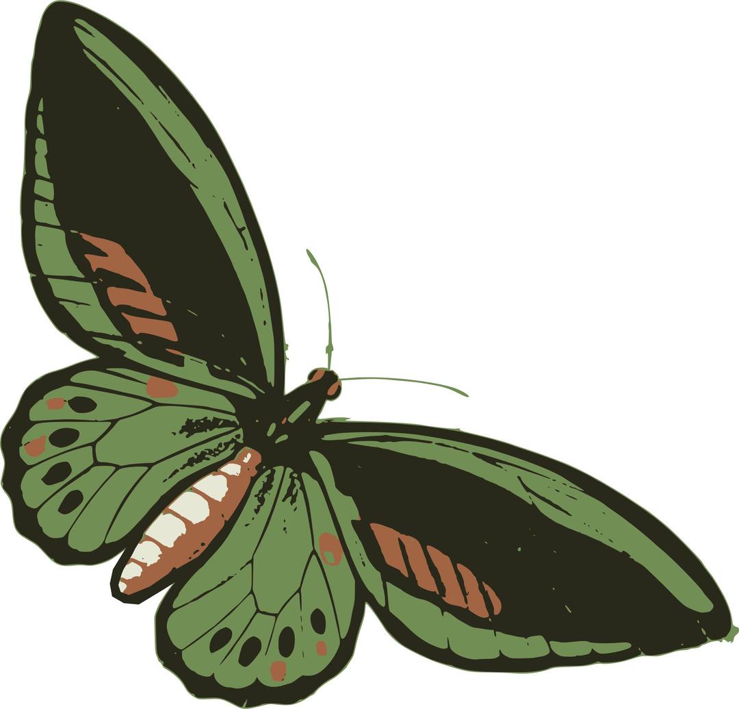 Green Butterfly png transparent