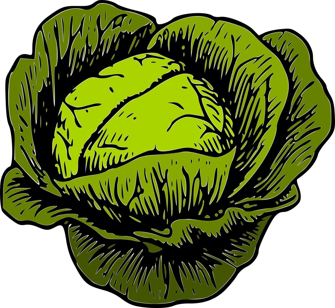 Green Cabbage png transparent