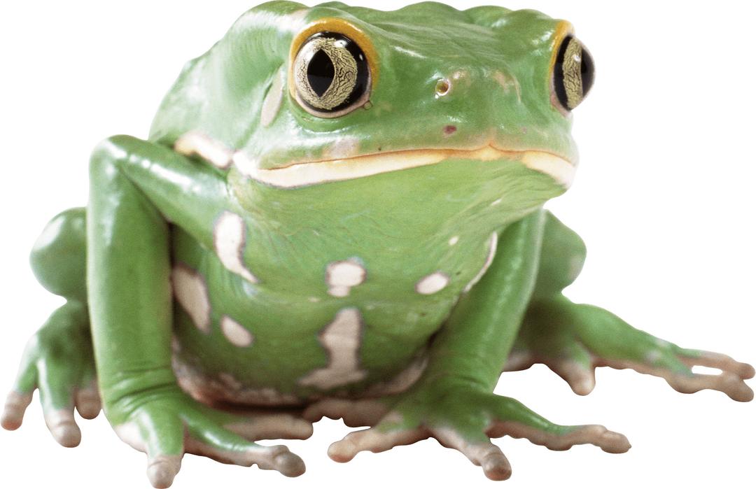 Green Frog png transparent