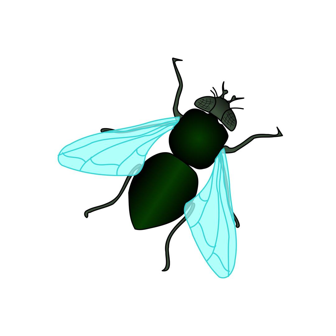 Green House Fly png transparent