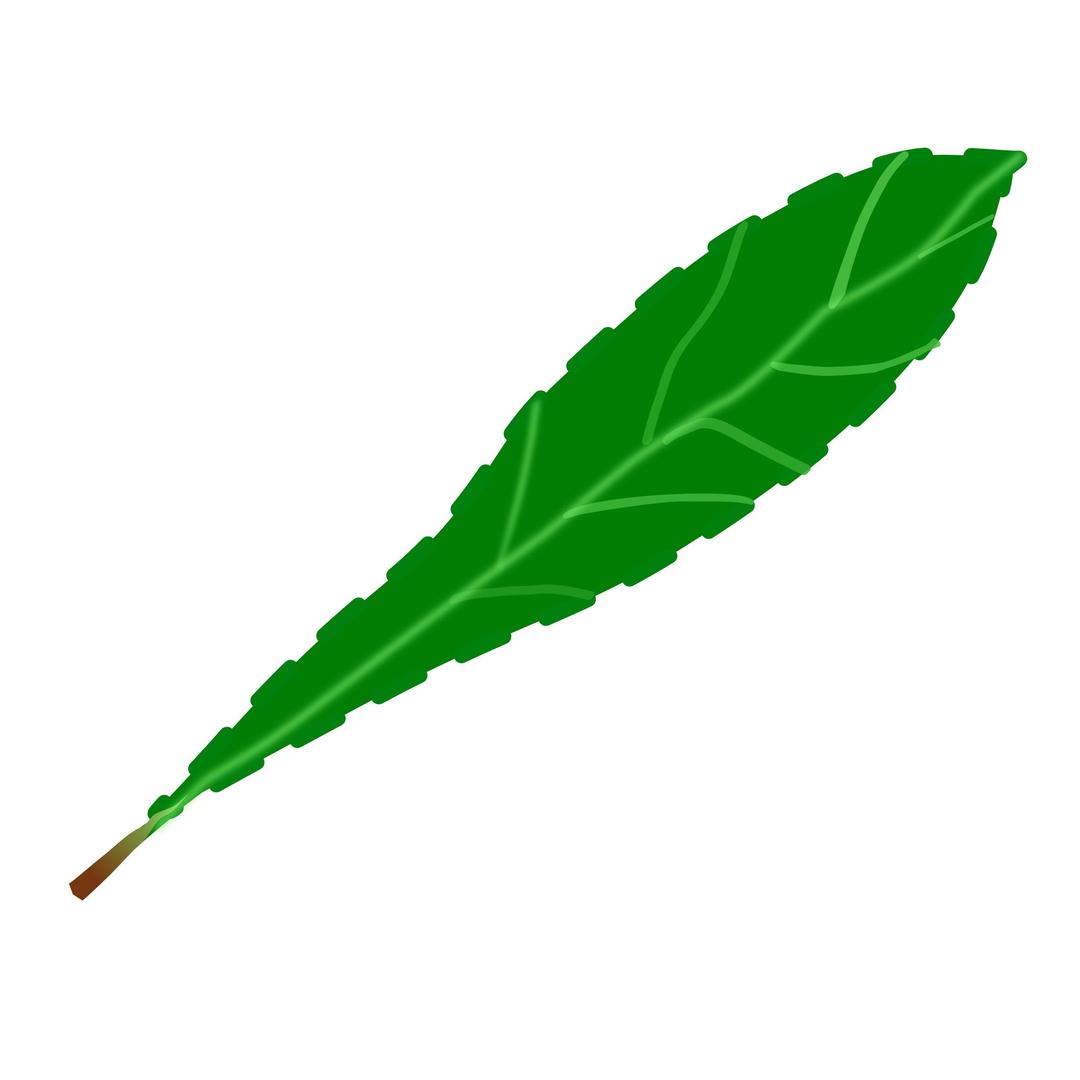 Green leaf 2 png transparent