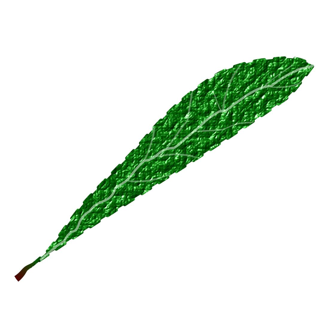 Green leaf, textured png transparent
