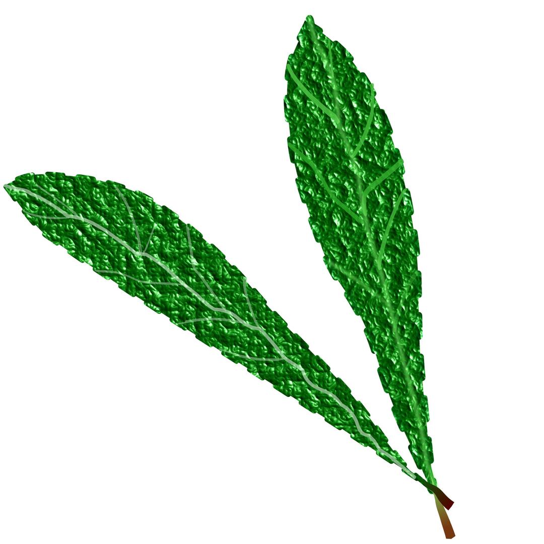 Green leaves, textured png transparent