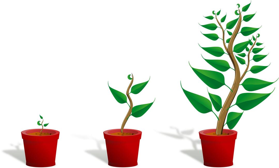 Green plant in its pot in three different phases of growth png transparent
