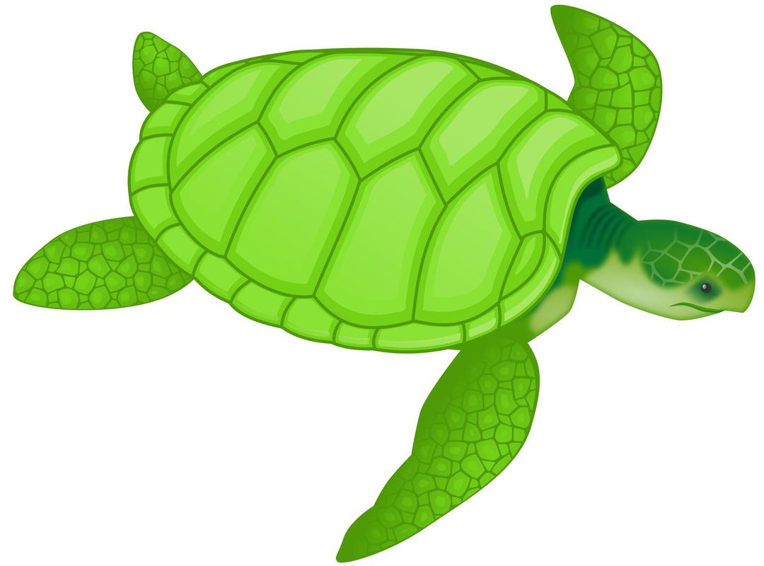 Green sea turtle png transparent
