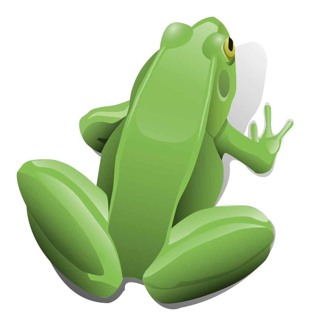Green sitting frog png transparent