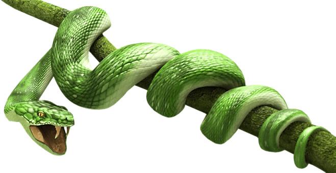 Green Snake png transparent