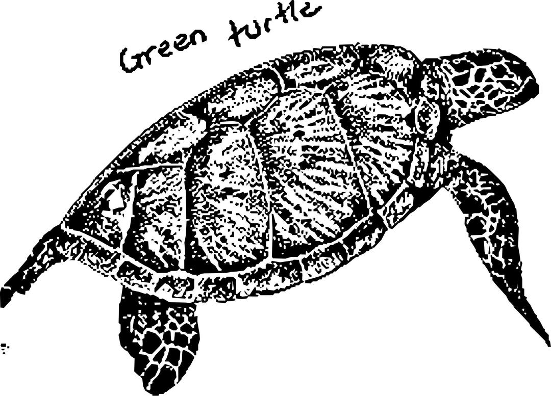 green turtle png transparent