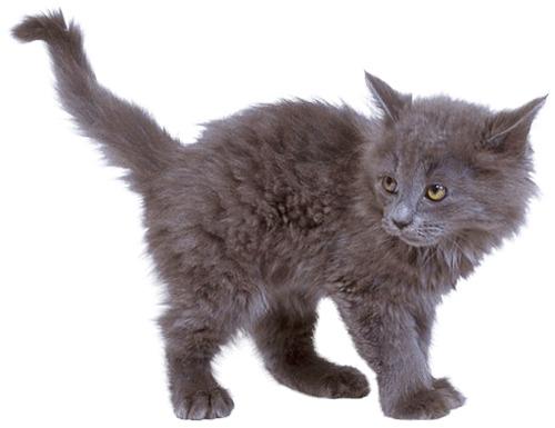 Grey Kitten Cat png transparent