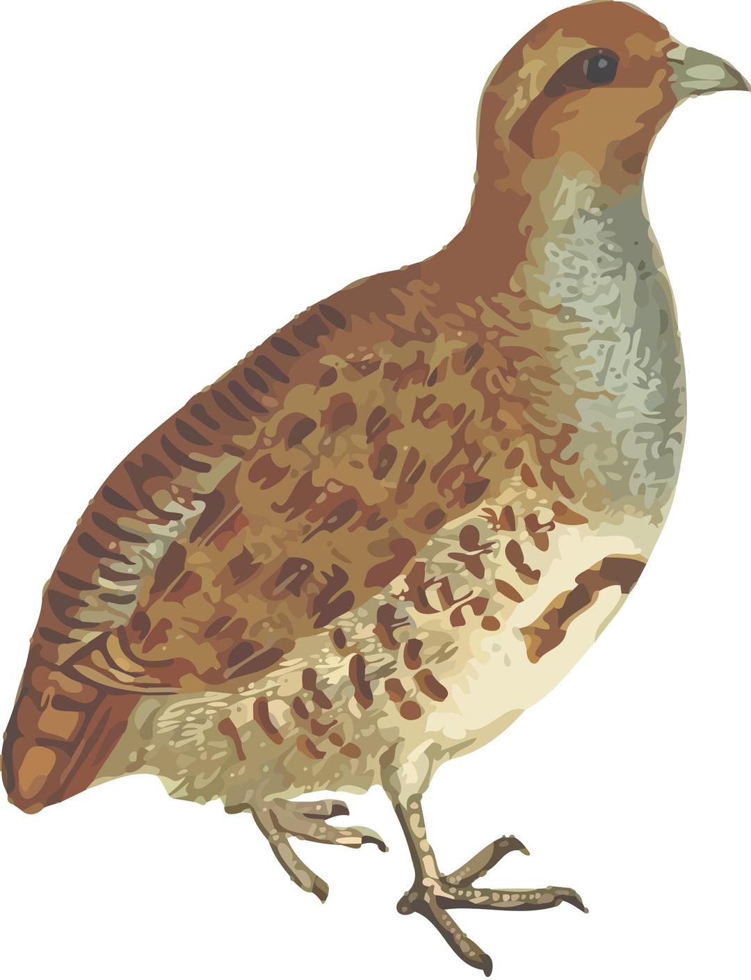 Grey partridge (isolated) png transparent