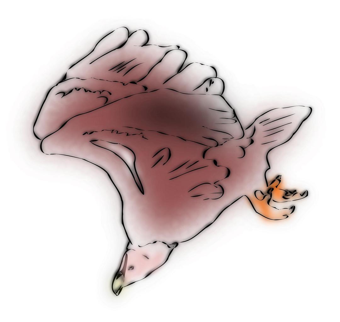 Griffon Vulture Sketch png transparent