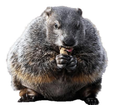 Groundhog Eating Peanut png transparent