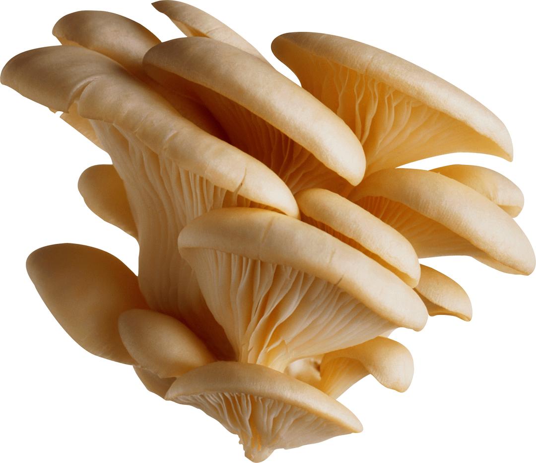 Group Of White Mushrooms png transparent