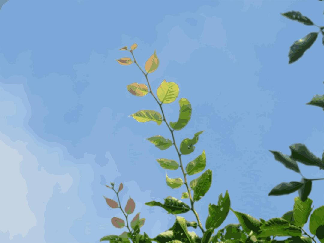 growth in summer png transparent