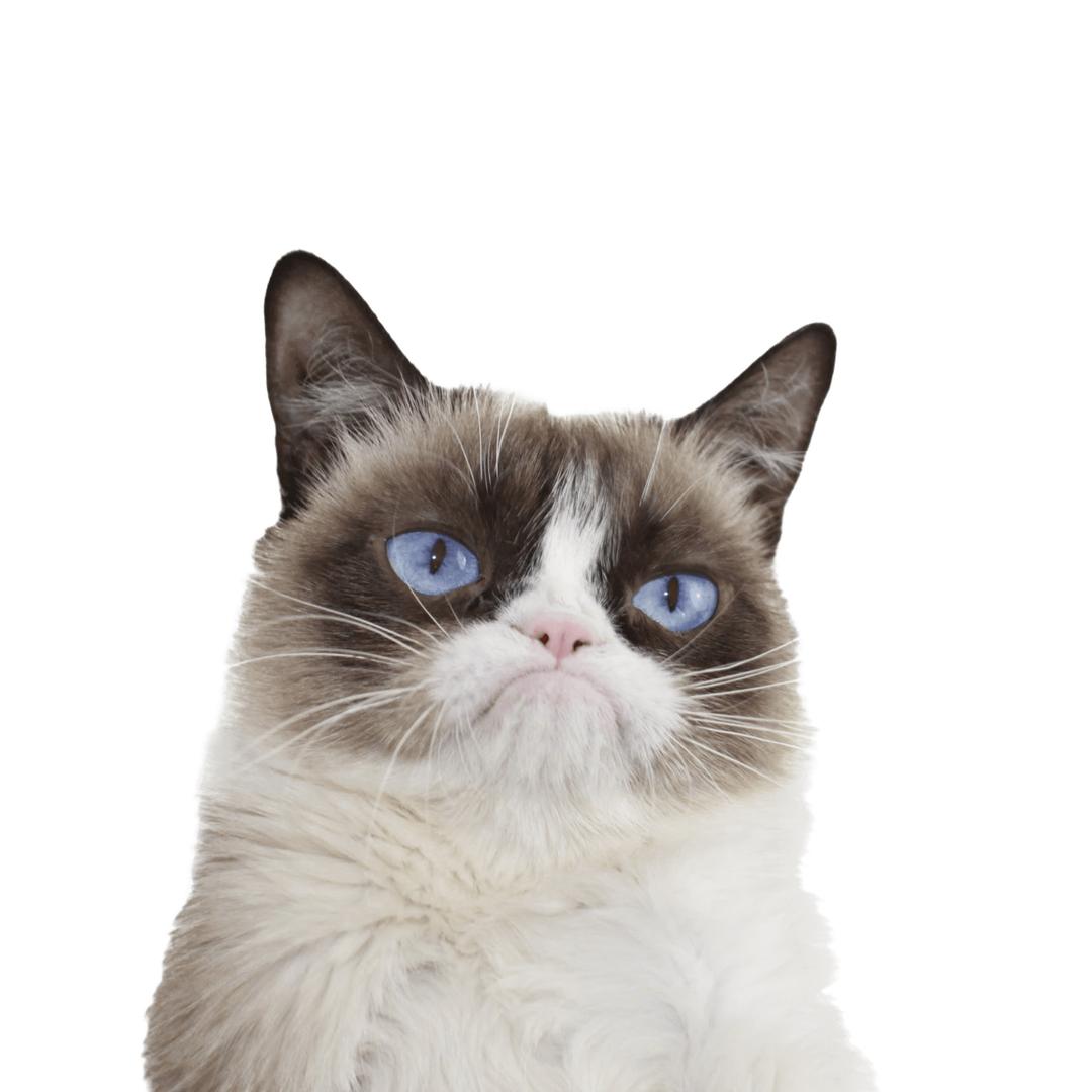 Grumpy Cat Blue Eyes png transparent