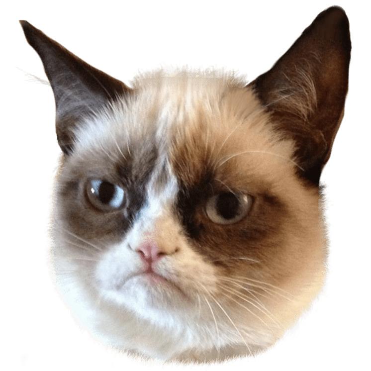 Grumpy Cat Head png transparent