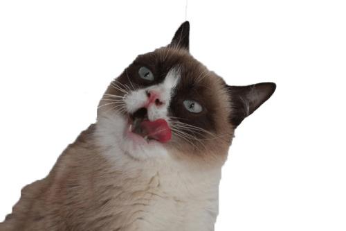 Grumpy Cat Tongue png transparent