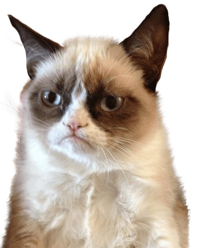 Grumpy Cat Upset png transparent