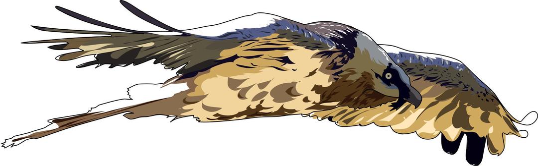 Gypaete barbu - Bearded Vulture png transparent