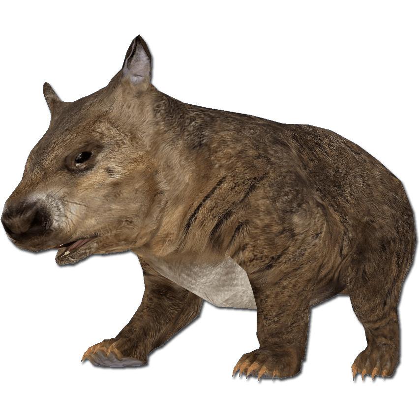 Hairy Nosed Wombat png transparent