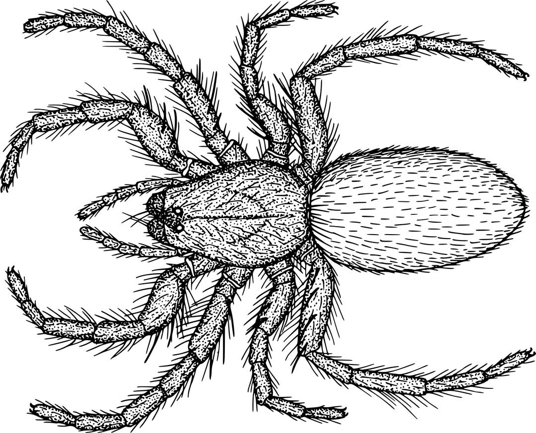 Hairy Spider png transparent
