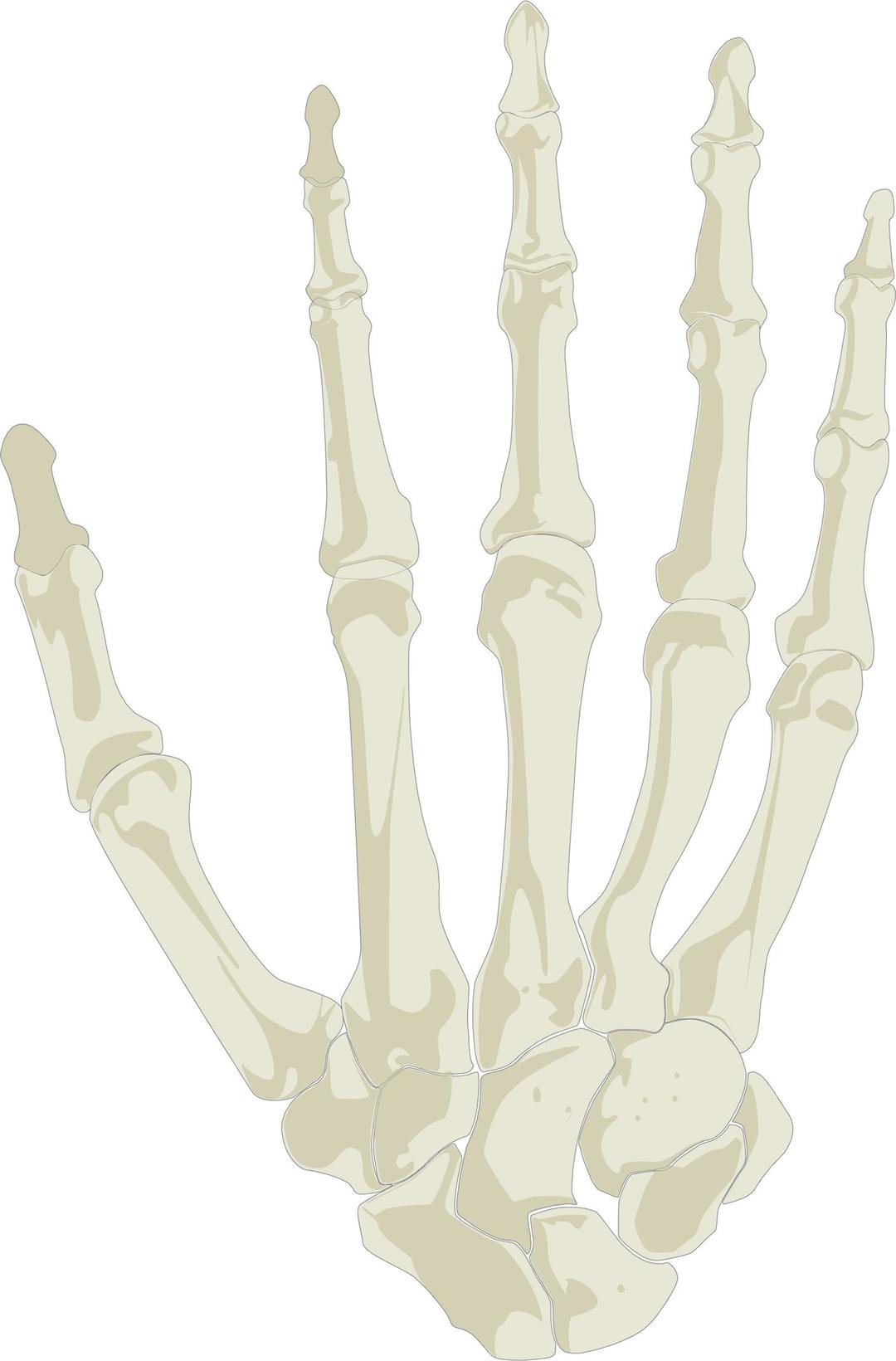 Hand Skeleton png transparent
