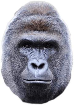 Harambe Face png transparent
