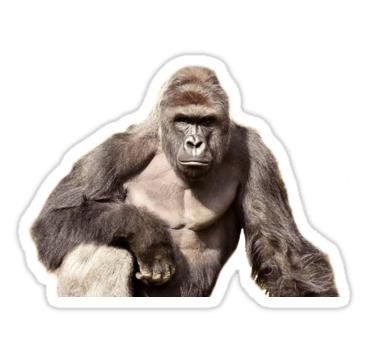 Harambe Sticker png transparent