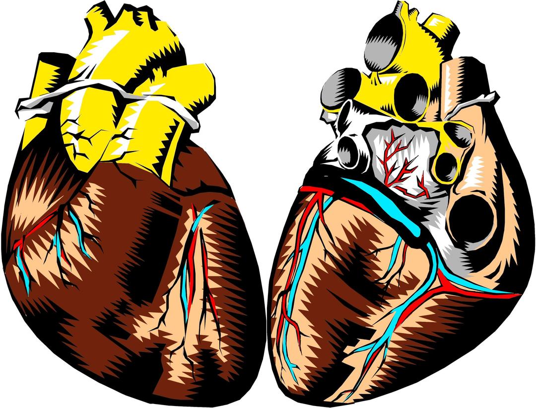 Heart Cross Section Illustration png transparent