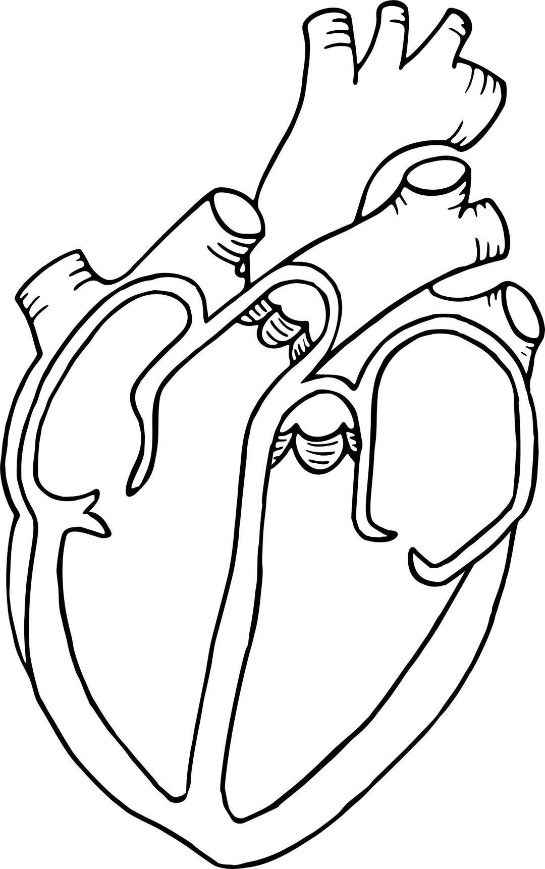 Heart diagram png transparent