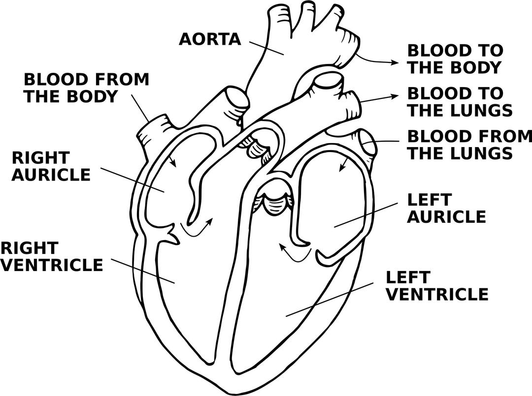 Heart diagram (annotated) png transparent