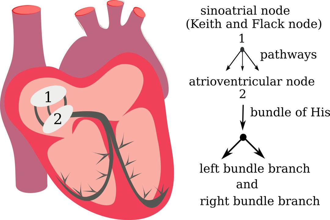 heart electrical system png transparent