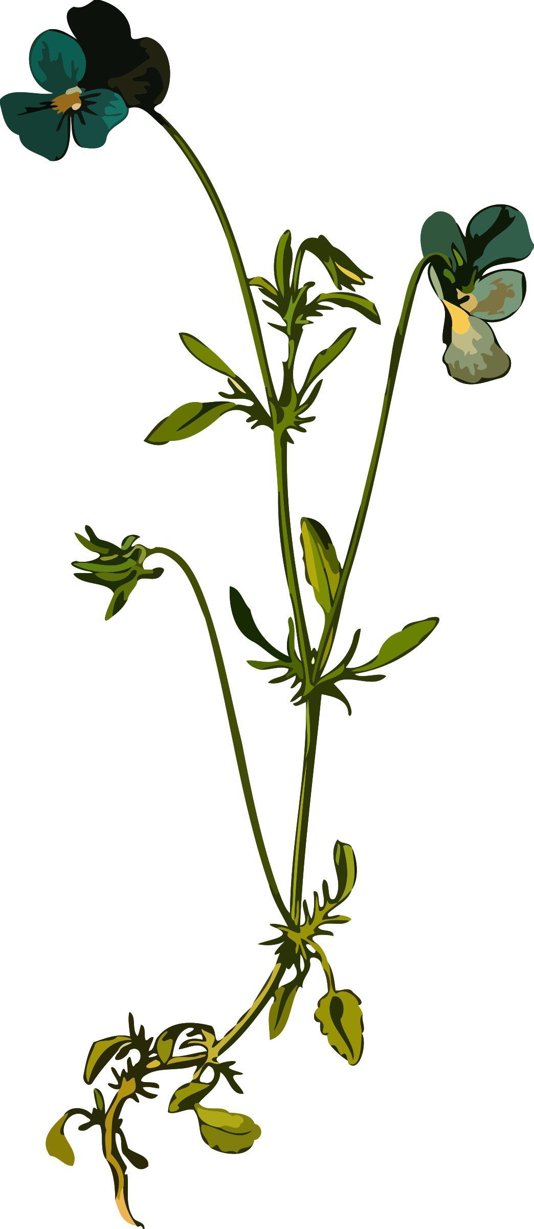 Heartsease (low resolution) png transparent