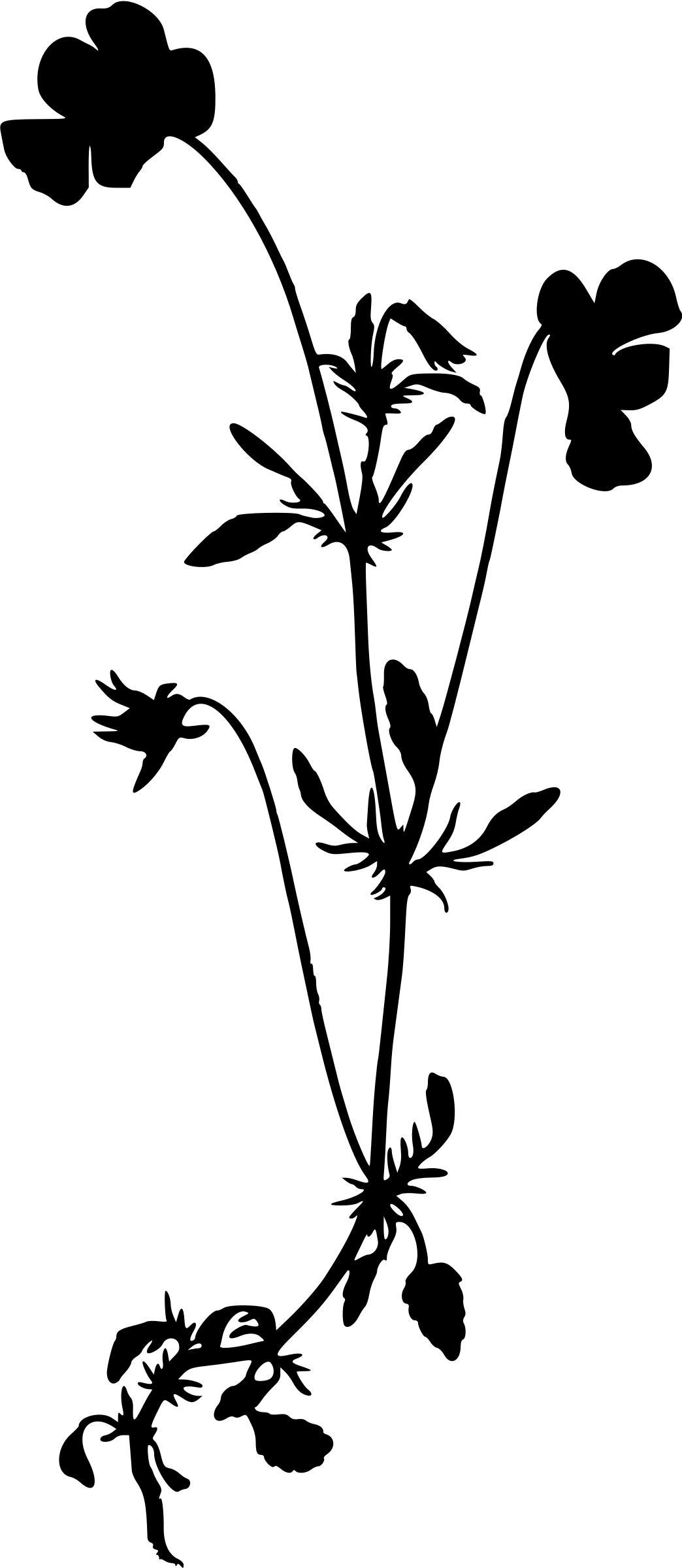 Heartsease (silhouette) png transparent