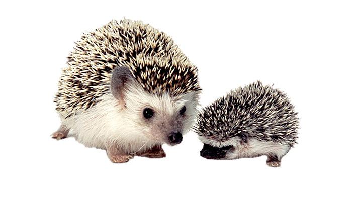 Hedgehog Mother and Baby png transparent