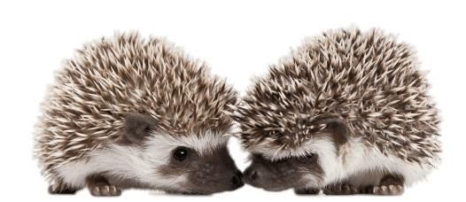 Hedgehogs Touching Snouts png transparent