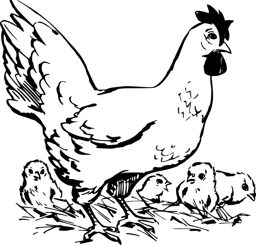 Hen and chickens png transparent