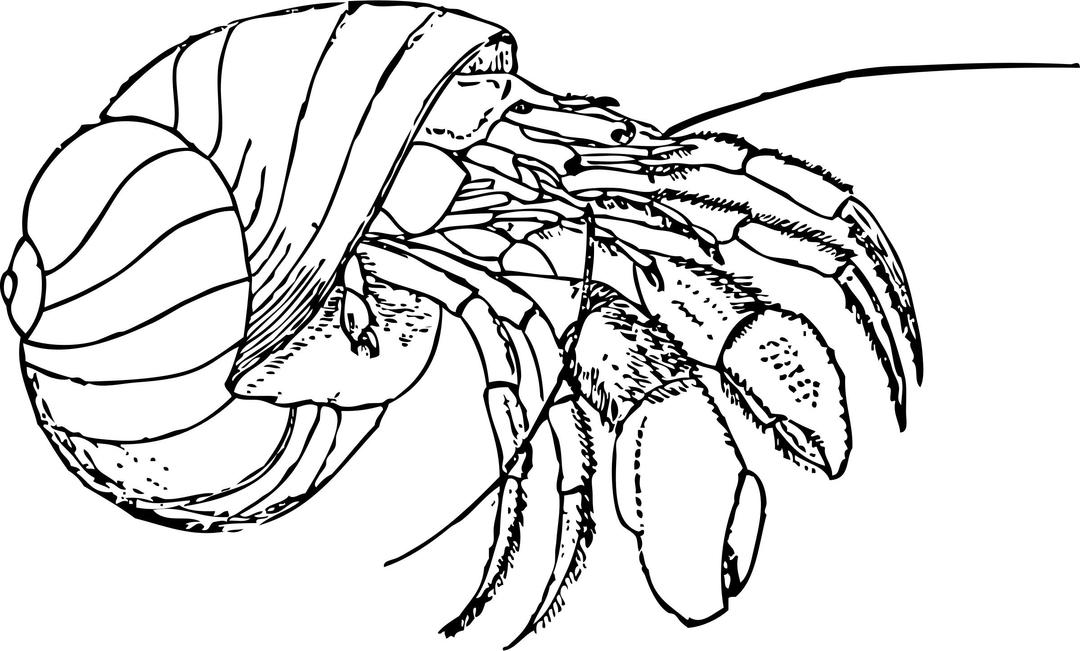Hermit crab png transparent