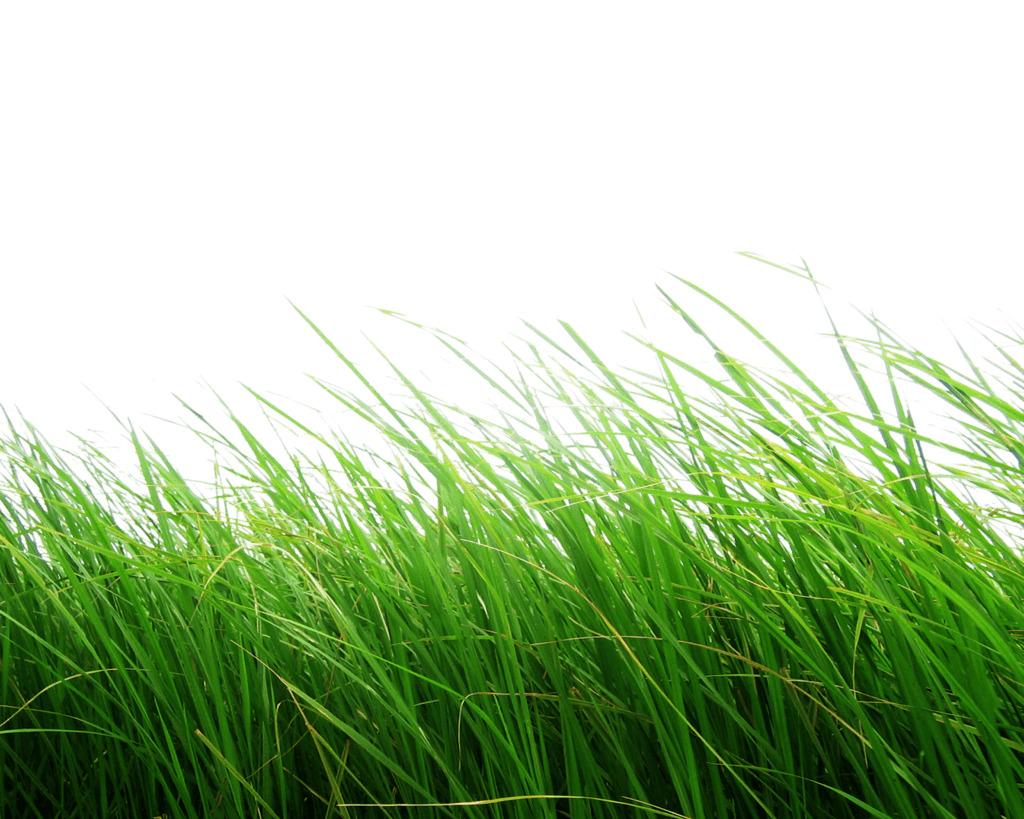 High Grass png transparent