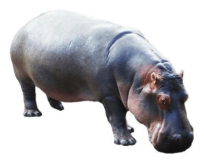 Hippopotamus Down png transparent