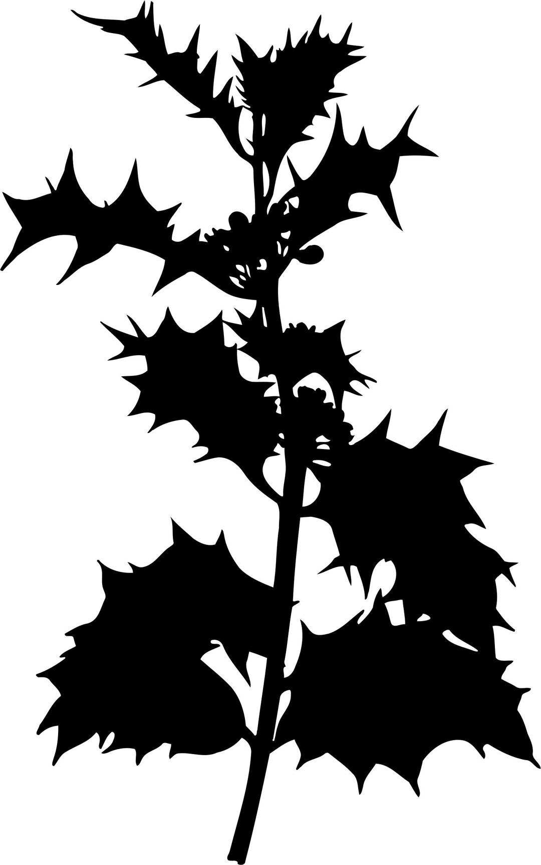 Holly 2 (silhouette) png transparent