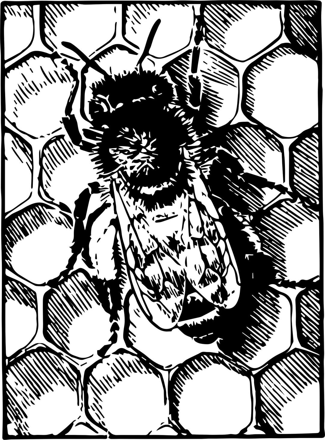 Honeybee on comb png transparent