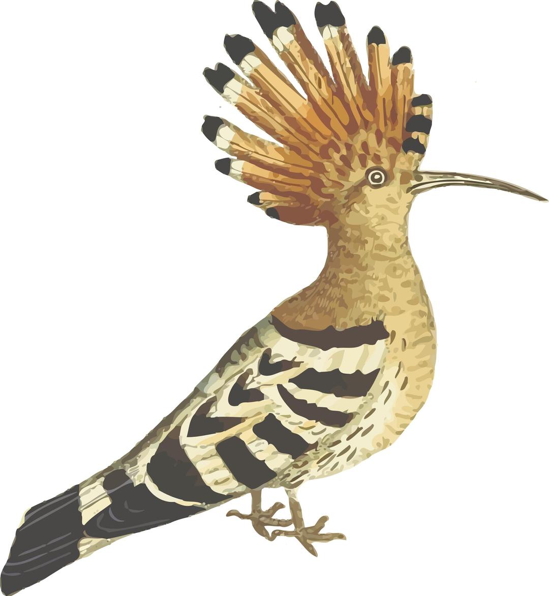 Hoopoe png transparent