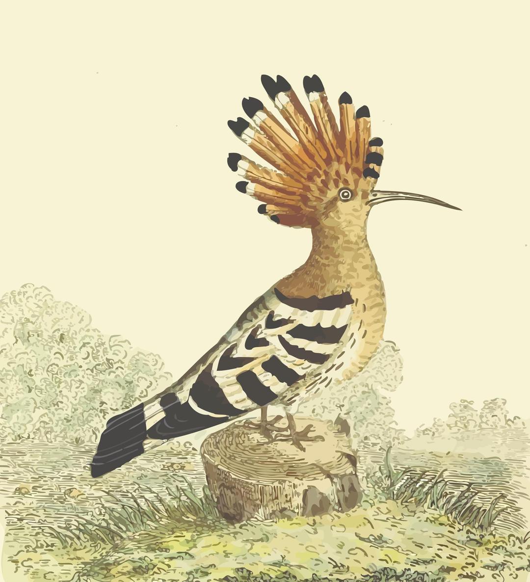 Hoopoe (with background) png transparent