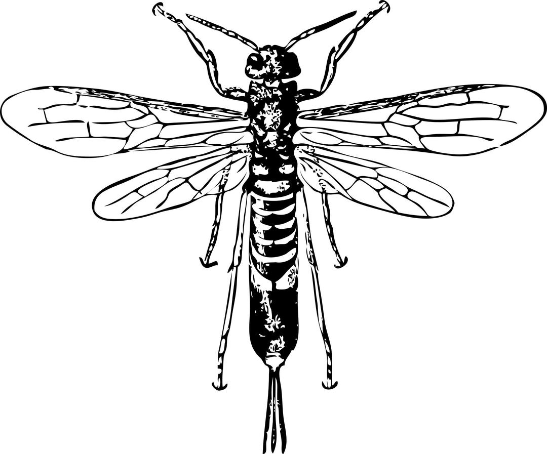 horn tail wasp png transparent