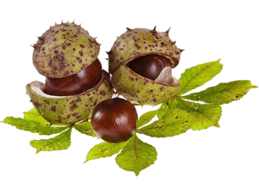 Horse Chestnuts and Leaves png transparent