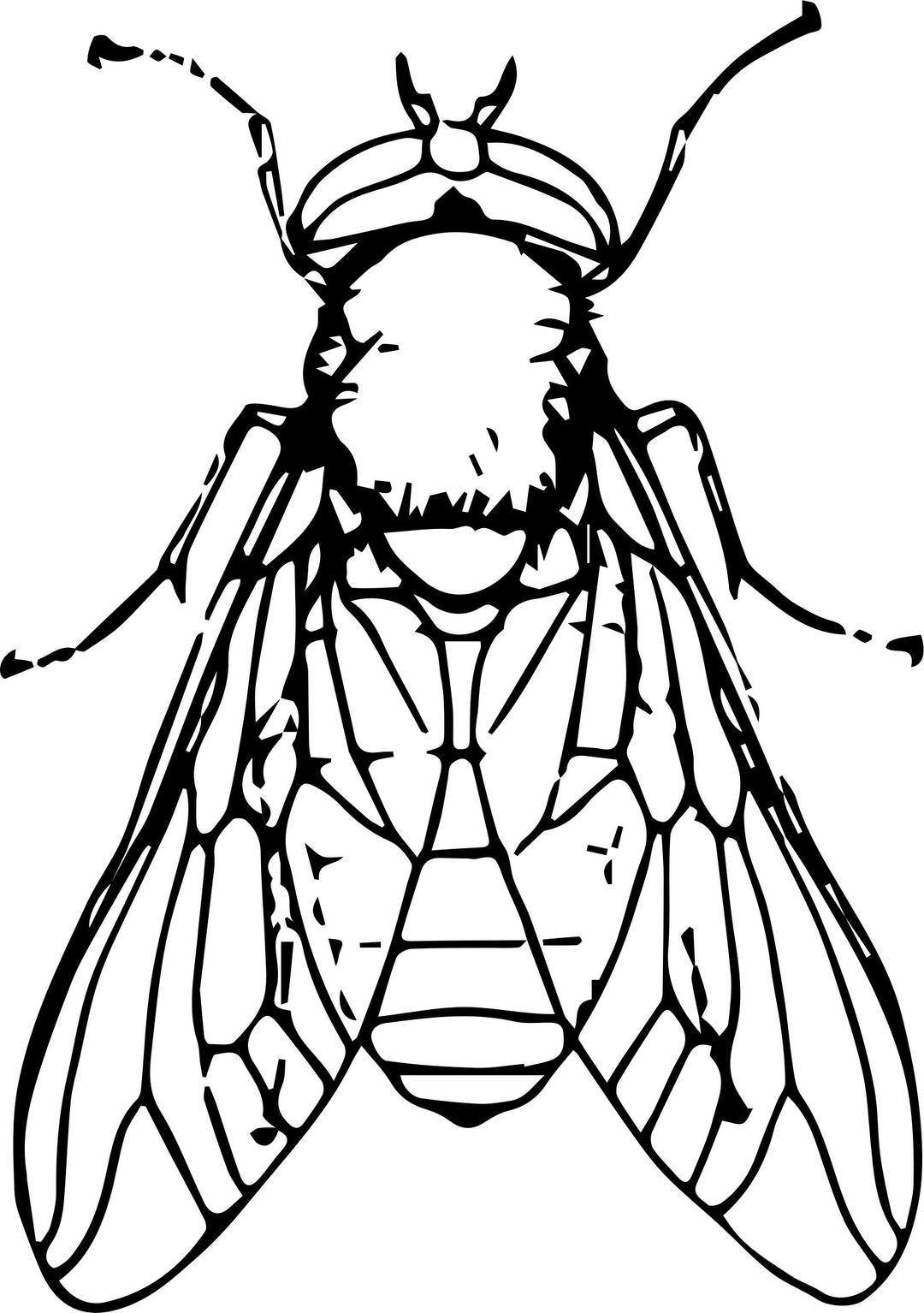 Horse fly png transparent