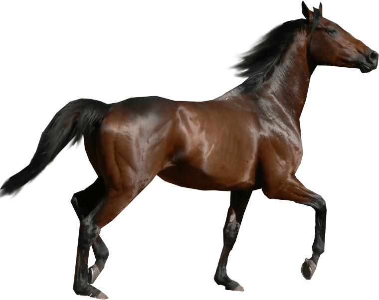 Horse Sideview png transparent