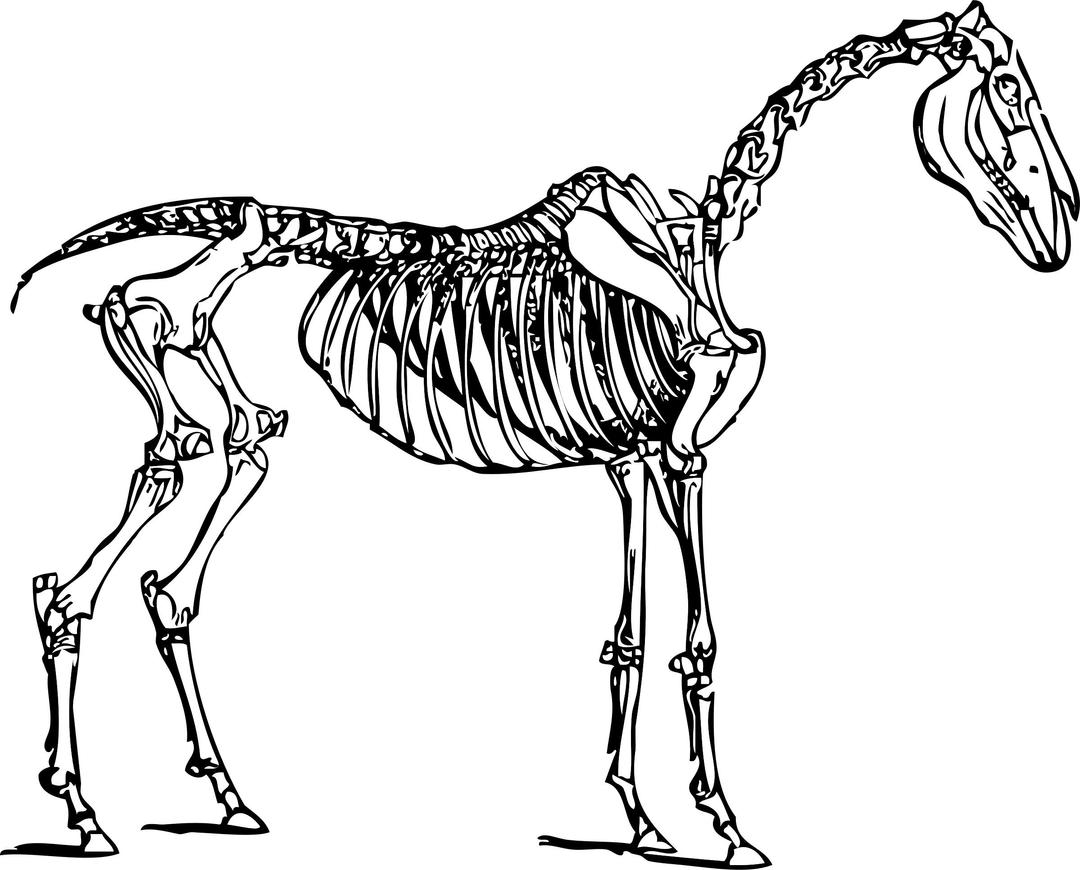 Horse skeleton png transparent
